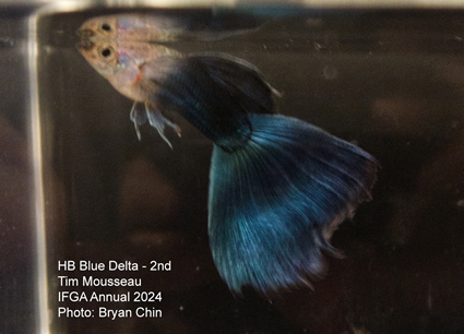 guppy hb blue